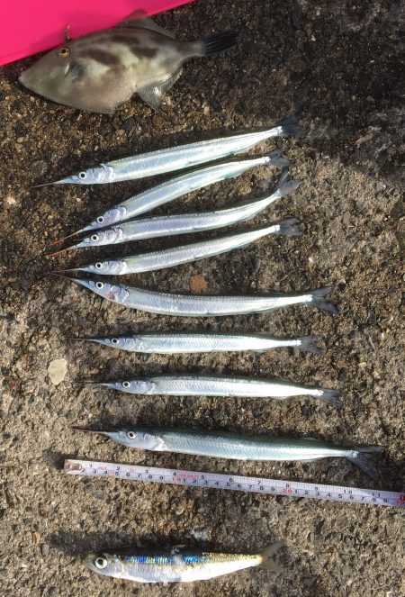 サヨリ釣り楽しいー！