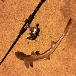 アジングの珍客