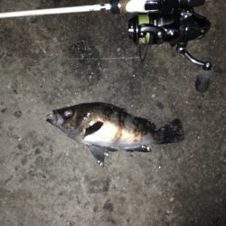 今宵もアジング