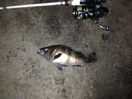 今宵もアジング