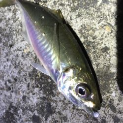 いつものポイントで