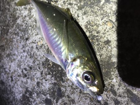 いつものポイントで