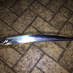 狙いはアジだったけれど