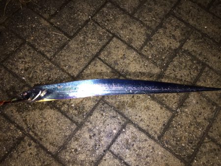 狙いはアジだったけれど