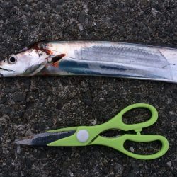 サヨリからの太刀魚