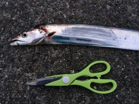 サヨリからの太刀魚