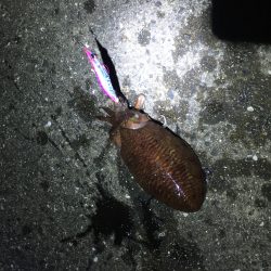 烏賊を釣りたくて！