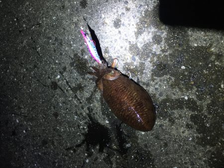 烏賊を釣りたくて！