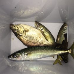 アジングでまさかのデカサバ