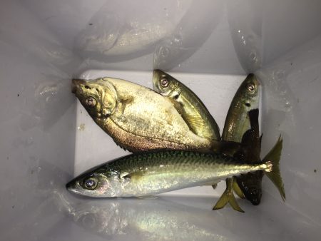 アジングでまさかのデカサバ