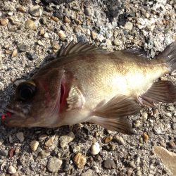 短時間デイゲーム