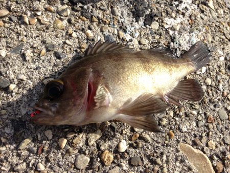 短時間デイゲーム