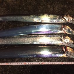 タチウオの雨練