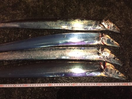 タチウオの雨練