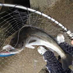 武庫一不発、地元でリベンジ