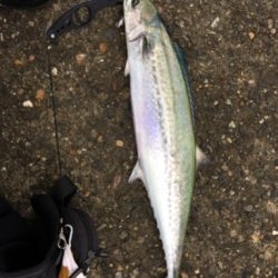 泉南青物ゲーム