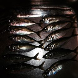 アジング時々タチウオ