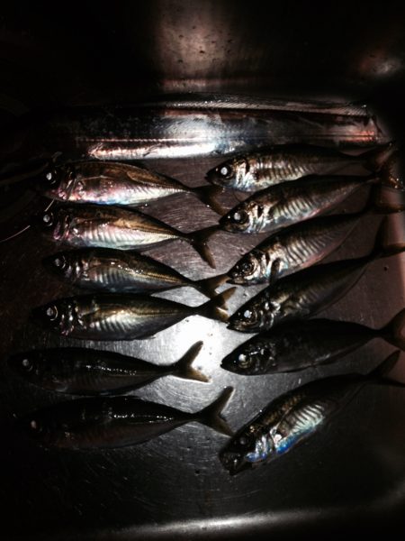 アジング時々タチウオ