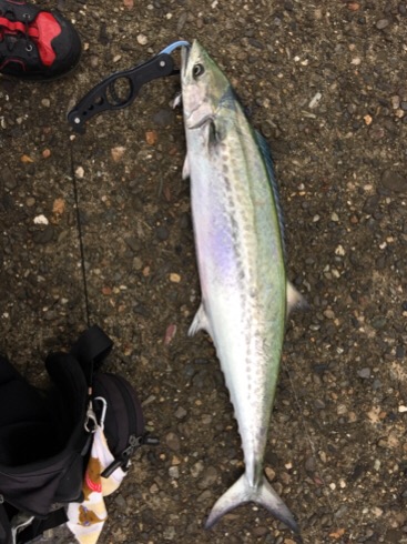 泉南青物ゲーム