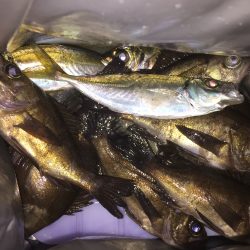 連夜メバリング