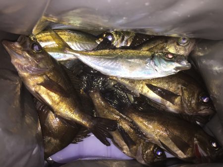 連夜メバリング