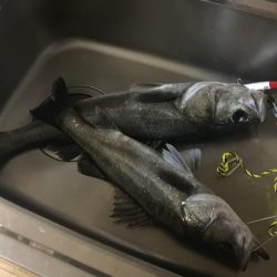 シーバス入れ食い