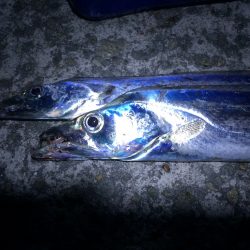 竿納めワインド