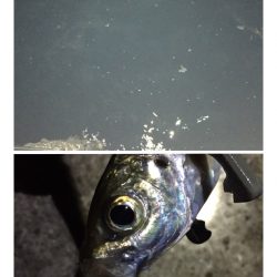 強風・逆風パターンのアジング