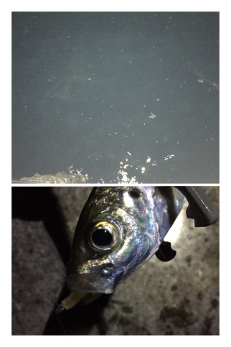 強風・逆風パターンのアジング