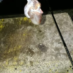 ライトエギング。