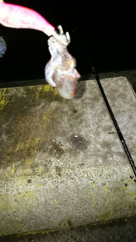 ライトエギング。