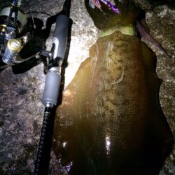 まだまだ？紀北エギング