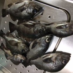 今シーズン一発目！