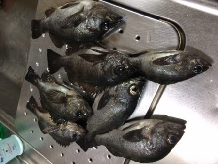 今シーズン一発目！