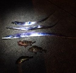 夕まづめだけ～