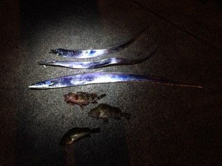 夕まづめだけ～