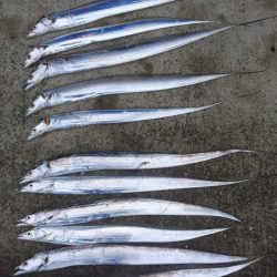 群れは小さいけれど(^^)