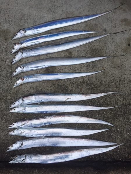 群れは小さいけれど(^^)