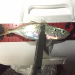 鱗付け完了！！