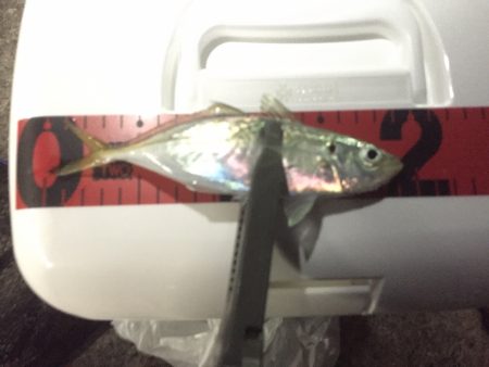 鱗付け完了！！