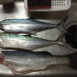 ジギングでサゴシ