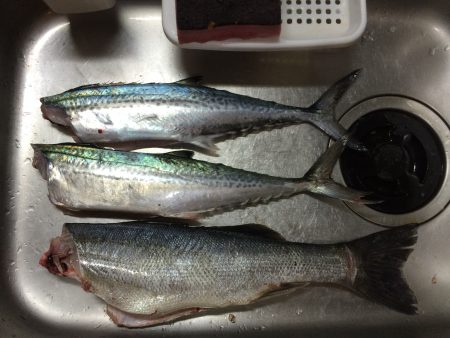 ジギングでサゴシ