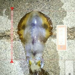 ボウズ覚悟からの・・・釣れた!