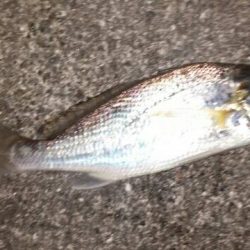 夕方にイシモチ