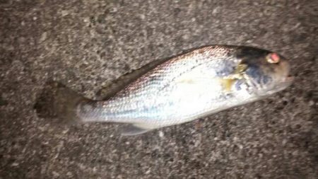 夕方にイシモチ