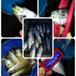 朝マヅメ狙いでアジング