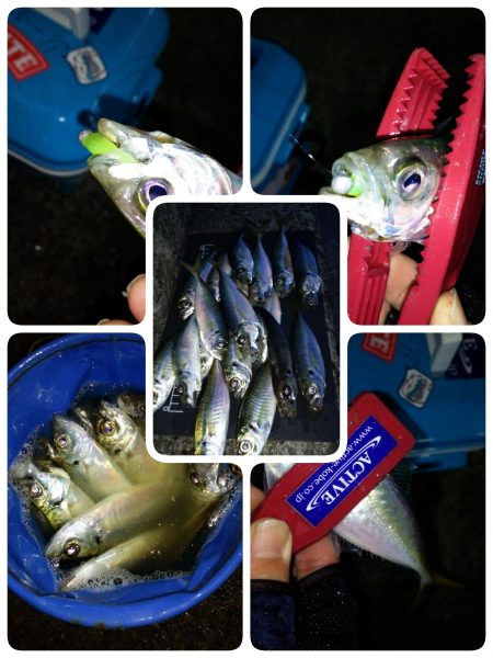 朝マヅメ狙いでアジング