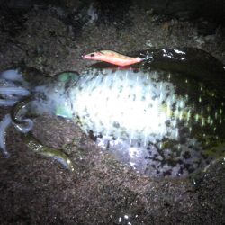 シーズン真っ盛り！？