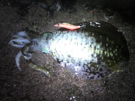 シーズン真っ盛り！？