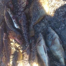 カレイはいずこへ・・・